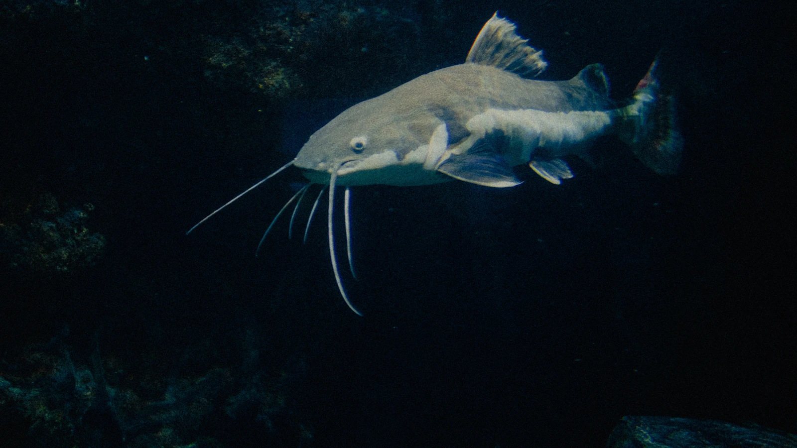 A large catfish swimming in a dark underwater environment